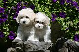 BICHON FRISE 536